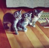 Czyż one nie są słodkie? #koty