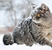 kot, piękny, koteczek, oczy, śnieg