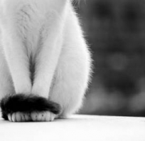 łapy, kot, kotek, siedzi, biały, ogon, zwierze