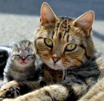 Kocia mama i smutny mały kot, zajefajny obrazek. Kot.