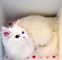 kot, pers, śmieszne, biały, niebieskie oczy, pudełko