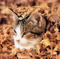 kot, jesień, fajny, koteczek, piękny