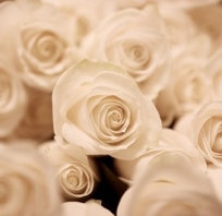 białe róże, kwiaty, piękne, kwiaty