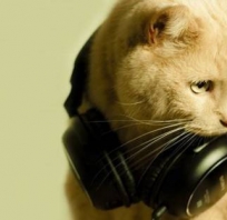 kot, muzyka, disco, słuchawki, natura, zwierze