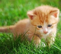 mały , kotek  ,trawa , ładne
