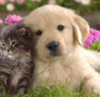 kotek , kot , pies ,piesek , szczeniak , kociak , przyjaźń , słodkie , ładne