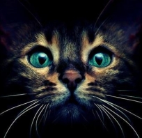 kot, piękny, kotek, zielone oczy, oczy