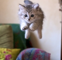kot, lot, latający kot, wspaniały, fajny, zwierze