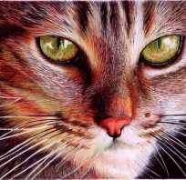 Samuel Silv,kot, obraz, piękny