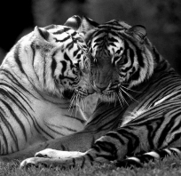 zwierzęta, tygrysy, miłość, love, tygrys, czarno białe