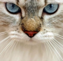 pacz, kot, kot paczy, niebieskie, oczy, zdjęcie kot