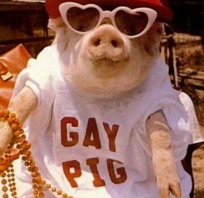 świnia, śmieszna, okulary, love, świnka, czapka, serca