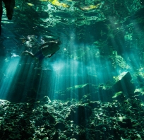 zdjęcie, woda, widok, pięknie, pod wodą