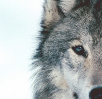 wilk, niebieskie, oko, piękny, zwierze, natura, fotografia
