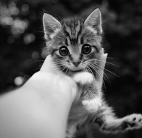 kot, malutki, oczy, słodki, czarno, białe, zdjęcie, fotografia