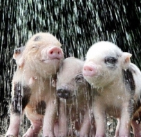 Raining pig ;)