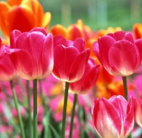 tulipany, kwiatki, piękne, kolorowe, holandia, bukiet