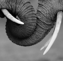 słonie, miłość, kły, zwierzęta, przyroda, love