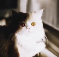 kot, oczy, żółte, zwierze, pers, piękny