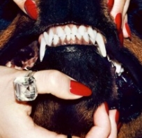 pies, złość, dziki, paznokcie, czerwone, atak, kobieta, zwierze, moda