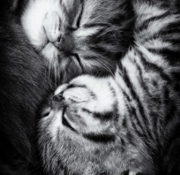 koty, słodkie, spaniałe, bure, koteczki, miłość, love, natura, zwierzaki, sama słodycz