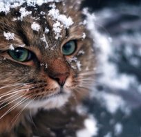 kot, śnieg, zima, zielone, oczy, bury, piękny, wąsy