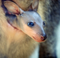 malutki, zwierze, kangur, Australia, piękny, młody, natura