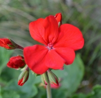 czerwony, kwiatek, roślina, ogród, obrazek, zdjęcie