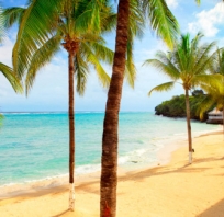 palmy, wakacje, plaża, woda, statek, piasek, zdjęcie