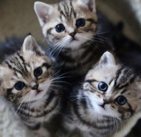 kotki, kiciusie, koteczki, koty, tygryski, małe, słodkie, super, fajne