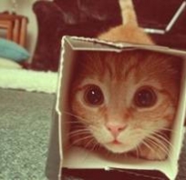 kot, kotek, kiciuś, telewizja, internet, pudełko, szok