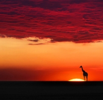 krajobraz, żyrafa, zachód słońca, słońce, widok, piękne, kolorowe,