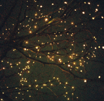 świetliki, noc, drzewo, gałęzie, mrocznie, miło, 