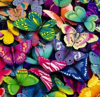 kolory, zdjęcia, fajne, motyle