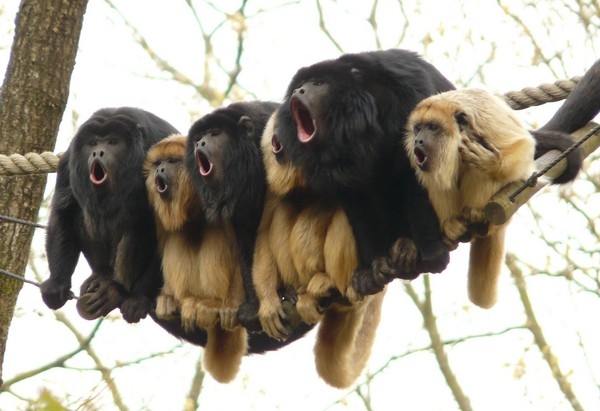 małpy, śmieszne, humor, zoo