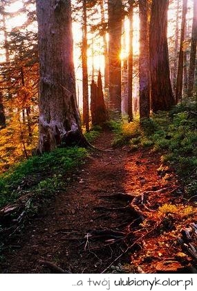 las, słońce, ścieżka, natura, drzewa, cool