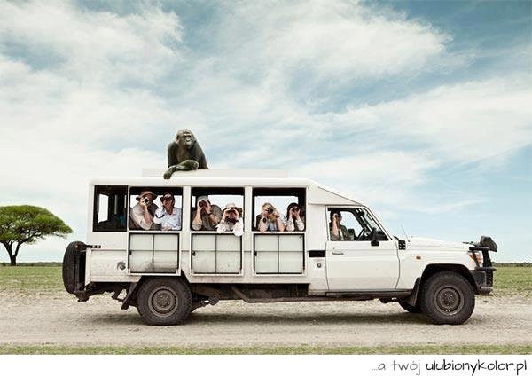 safari, śmieszne, goryl, humor, lato, jeep, 