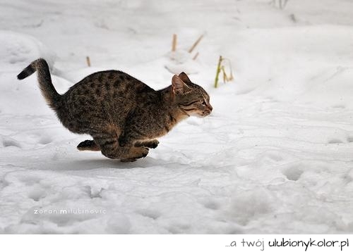 kot, biegnie, ruch, śmieszne, bury, śnieg, natura
