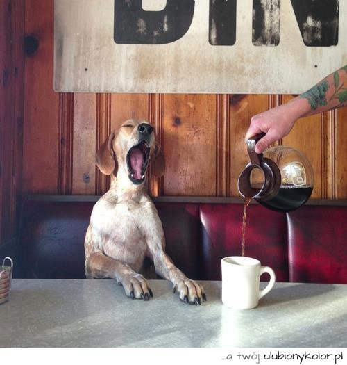 pies,śniadanie, kawa, śmieszne, humor, 