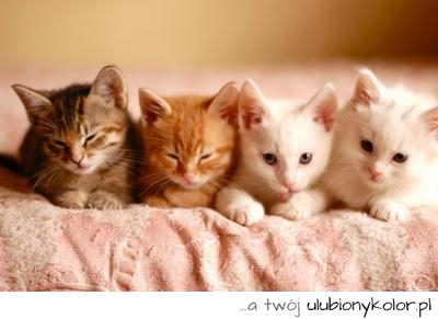 koty, zwierzęta, koteczki, słodkie, piękne