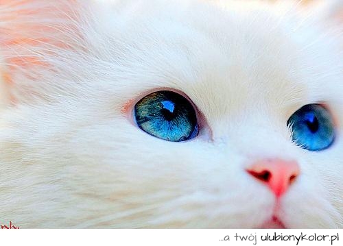 kot, biały, niebieskie, oczy, niebieskooki, puszek, śmieszny, kochany, ładny