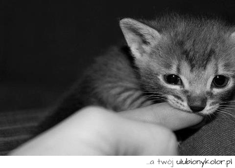 kotek, słodki, koteczek, piękny, uroczy, maluśki, mały kotek, kot, love, miłość