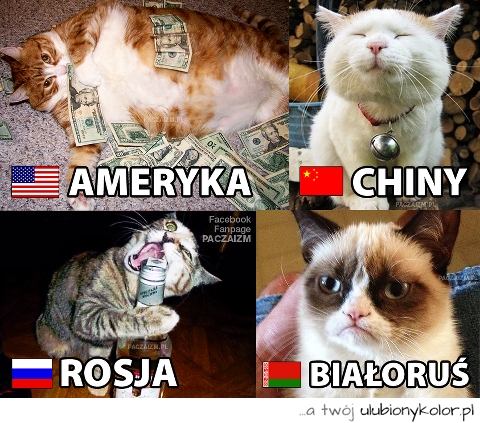 kot, śmieszny, humor, ameryka, chiny, koteczki
