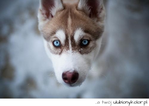 pies, niebieskie oczy, husky, piękny, piesek