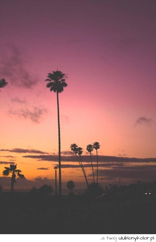 palma, widok, zachód, słońce, kalifornia 