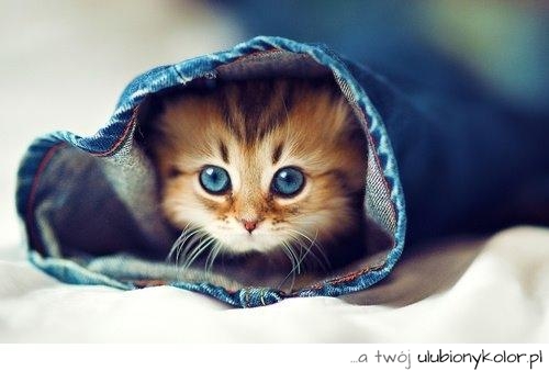 kotek, maleństwo, niebieskie, oczy, piękny, mały
