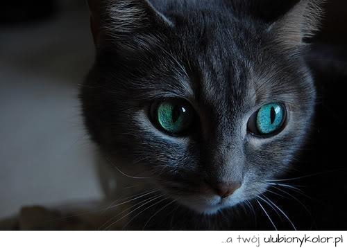 kot, piękny, zielone, oczy, śliczny, zwierze