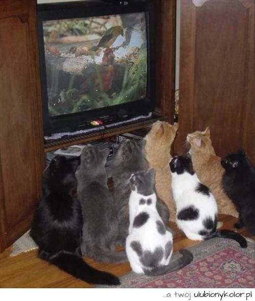 koty, duże, kolorowe, telewizja, oglądanie, wspólne, śmieszne