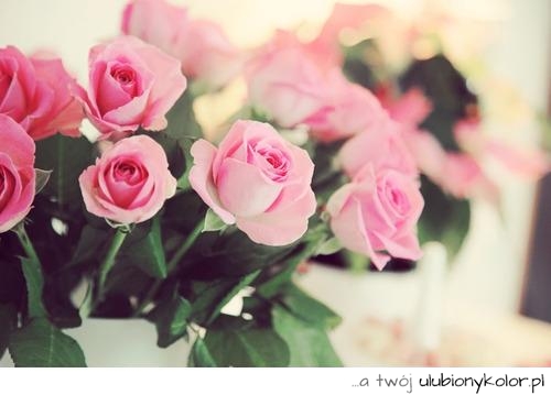 róże, różowe, piękne, romantyczne, ponadczasowe, kwiaty, kolce