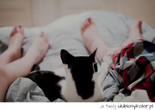 łóżko, przyjaźń, kot, nogi, śmieszne, leżenie, odpoczynek